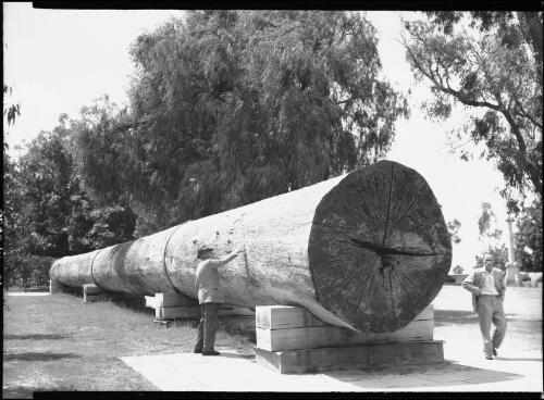 [The Karri log in King's Park, Perth, Western Australia, 1] [picture] / [Frank Hurley]