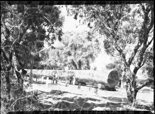 [The Karri log in King's Park, Perth, Western Australia, 2] [picture] / [Frank Hurley]