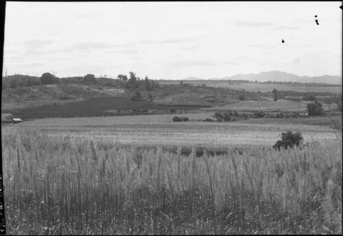 Sugarcane fields, south Johnston, North Queensland [picture] / [Frank Hurley]