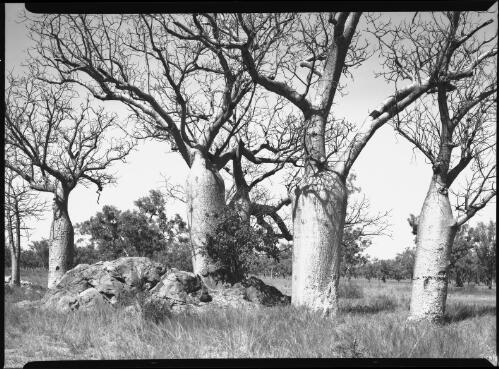 Baobab trees, Carnarvon [Western Australia] [picture] / [Frank Hurley]