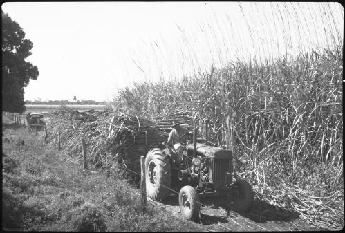 [A tractor with sugarcane harvest, Queensland] [picture] / [Frank Hurley]