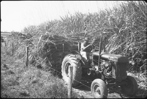 [Harvesting the sugarcane, Queensland] [picture] / [Frank Hurley]