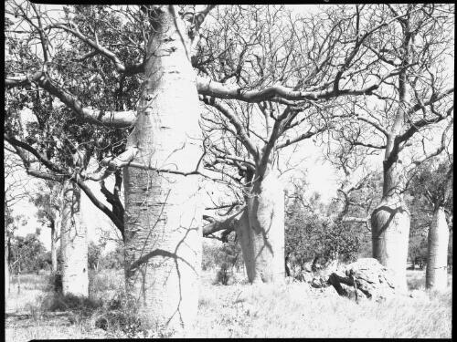 Baobab trees, Carnarvon, Western Australia [picture] / [Frank Hurley]