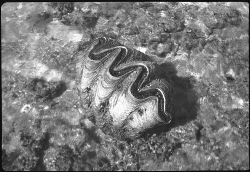 [A clam in the coral, Queensland] [picture] / [Frank Hurley]