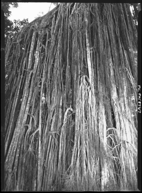 Fig tree curtain, Atherton Tablelands [Queensland, 2] [picture] / [Frank Hurley]