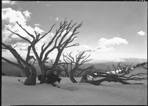Nullarbor Plain [picture] : [snow scene with dead trees] / [Frank Hurley]