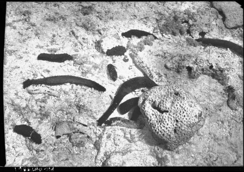 Coral reef series, Beche-de-Mer in pool [Queensland] [picture] / [Frank Hurley]