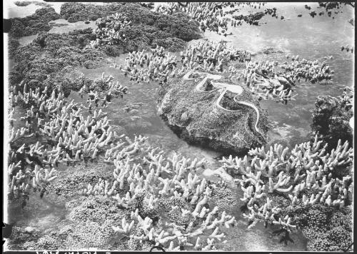 [A clam in the coral, Queensland, 2] [picture] / [Frank Hurley]