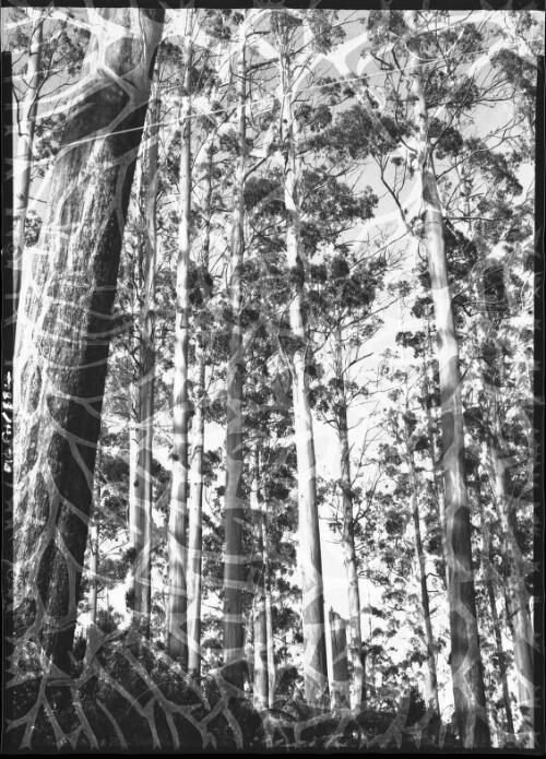 Gippsland Forrest, Victoria. [picture] / [Frank Hurley]