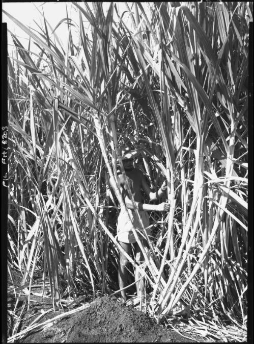 Sugar cane [Queensland] [picture] / [Frank Hurley]