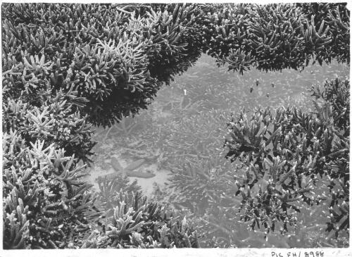[Starfish laying amongst coral garden, Great Barrier Reef, Queensland] [picture] / [Frank Hurley]
