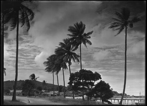 [Bungalows, Lord Howe Island] [picture] / [Frank Hurley]