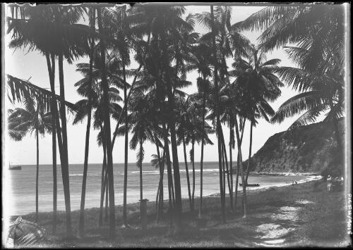 [Palm trees, Lord Howe Island, 4] [picture] / [Frank Hurley]