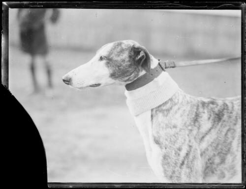 Greyhound Sintax on a lead, New South Wales, ca. 1920 [picture]