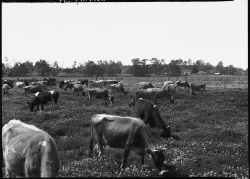 Dairy herd, Bellingen  [New South Wales] [picture] / [Frank Hurley]