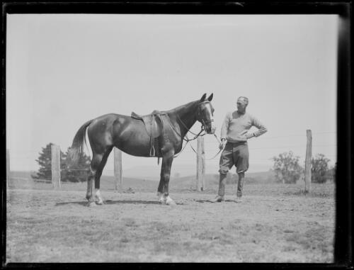 Unidentified man holding the reins of a Polo pony, New South Wales, ca. 1920s [picture]