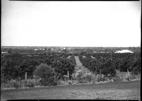 Panorama of Renmark [South Australia, 1] [picture] / [Frank Hurley]