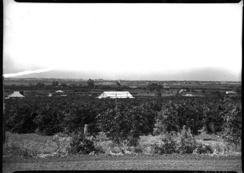 Panorama of Renmark [South Australia, 2] [picture] / [Frank Hurley]