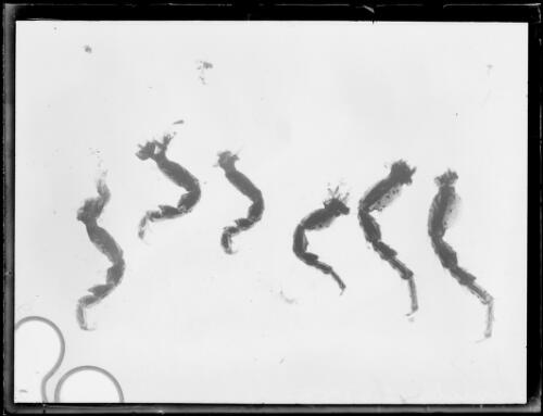 Unidentified insects in a petri dish, New South Wales, 12 May 1933 [picture]