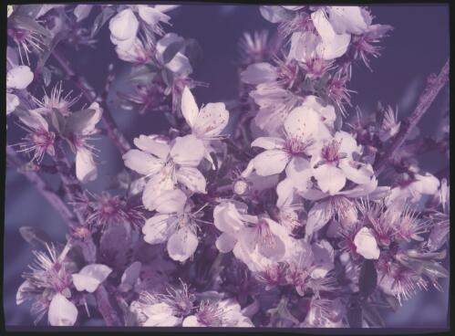 Adelaide almond blossom [Adelaide, South Australia] [transparency] / [Frank Hurley]