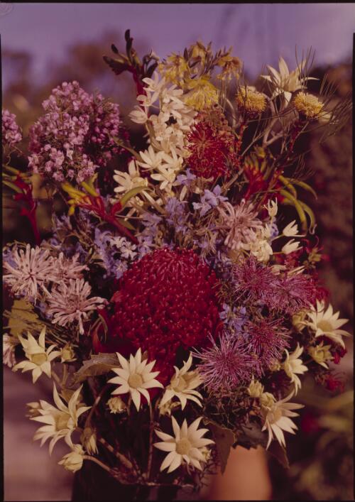 Australian flowers [transparency] / [Frank Hurley]