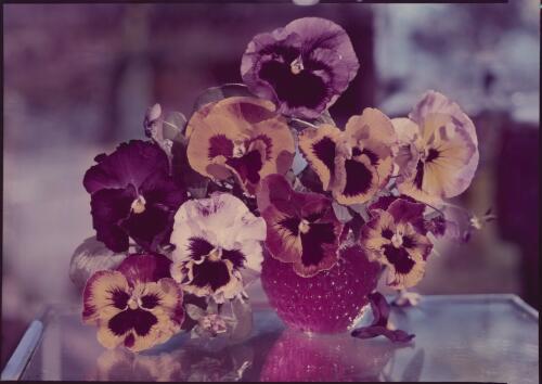 Pansies [picture] / [Frank Hurley]