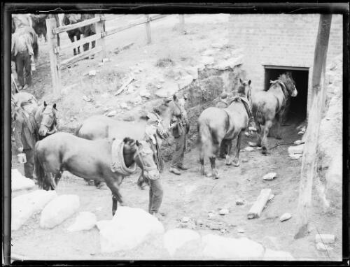 Pit ponies at the Lithgow Vale Colliery, New South Wales, 21 December 1932 [picture]
