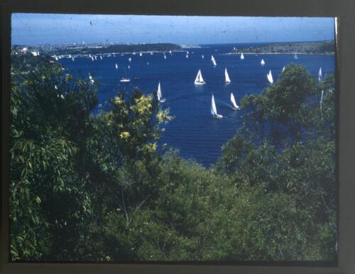 [Sailboats on Sydney Harbour, New South Wales] [picture] / [Frank Hurley]