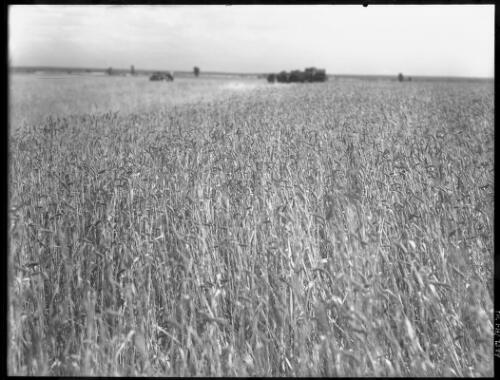 [Wheat field] [picture] / [Frank Hurley]