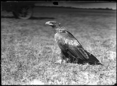 Eagle [picture] / [Frank Hurley]