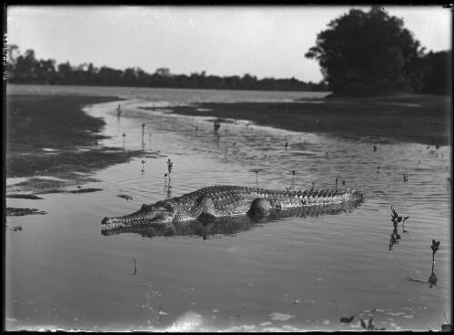 Crocodile [picture] / [Frank Hurley]