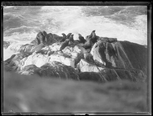 Small bachelor colony of seals on Montague Island, New South Wales, 30 May 1934, 2 [picture]