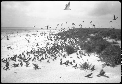 [Flock of birds, 9] [picture] / [Frank Hurley]