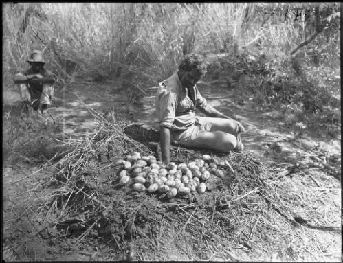 Crocodile nest with unidentified man, 1 [picture] / [Frank Hurley]