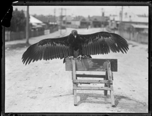 Eagle perched, wings spread, in a suburban street, New South Wales, ca. 1920s [picture]
