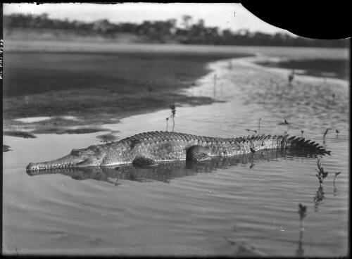 [Crocodile lying in shallow water] [picture] / [Frank Hurley]