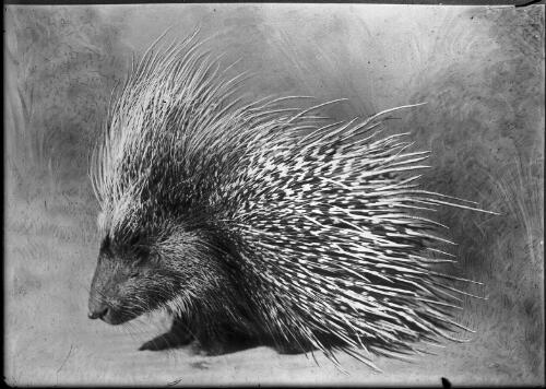 [Porcupine] [picture] / [Frank Hurley]