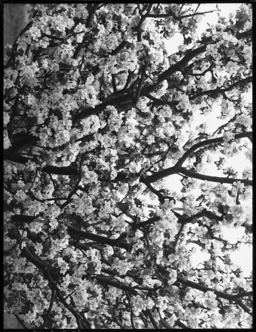 [Apple blossom in Tasmania, 3] [picture] / [Frank Hurley]