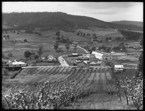 [View from Heights down over orchards to Cygnet, Tasmania] [picture] / [Frank Hurley]
