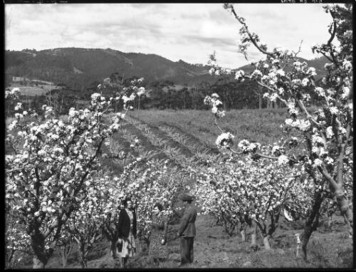 [Looking from one orchard to another, Kermandie, Tasmania] [picture] / [Frank Hurley]