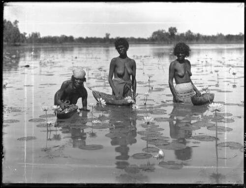 [Indigenous women collecting water plants] [picture] / [Frank Hurley]