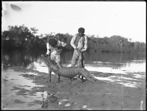 [Indigenous men handling crocodile on river bank] [picture] / [Frank Hurley]