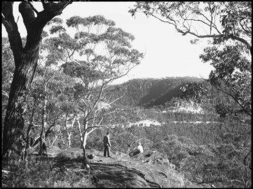 Looking to Mt Victoria from Mt York [picture] : [Blue Mountains, New South Wales] / [Frank Hurley]