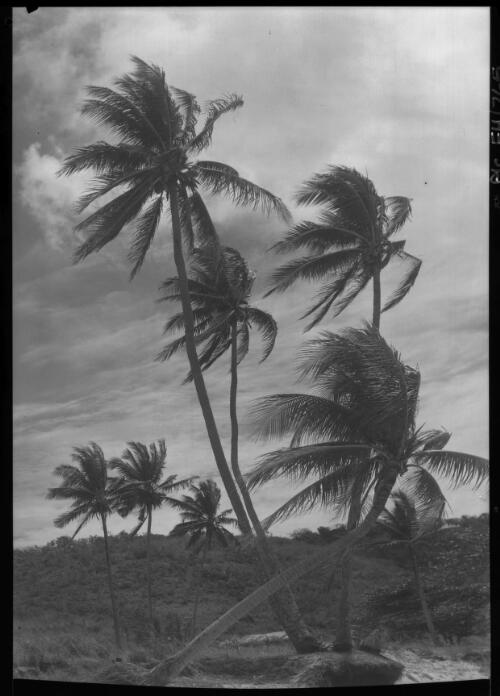 [Palm trees buffetted by the wind] [picture] : [Pearling] / [Frank Hurley]