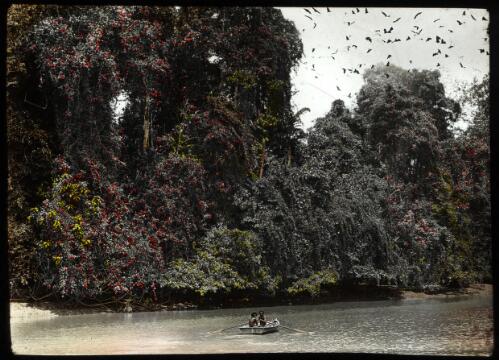 The fantastic wall of tropic splendour which shuts in the muddy Fly from its mouth to the neighbourhood of Lake Murray two hundred miles inland [picture] : [Papua] / [Frank Hurley]