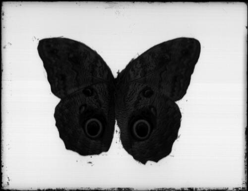 [Butterfly] [picture] : [Pearls and savages] / [Frank Hurley]