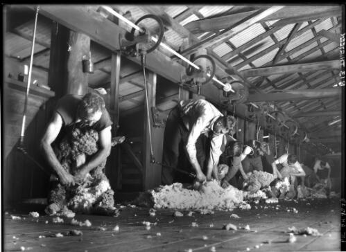 Shearing at Berida Station, Gilgandra, New South Wales, ca. 1936 [picture] / [Frank Hurley]