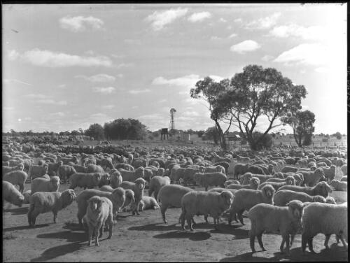 [Large mob of sheep, New South Wales, 1] [picture] / [Frank Hurley]