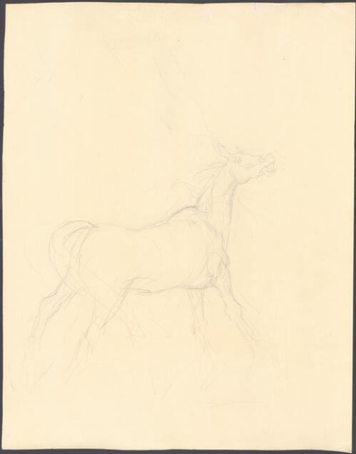 Sketch of standing horse [picture] / Stan Cross ?