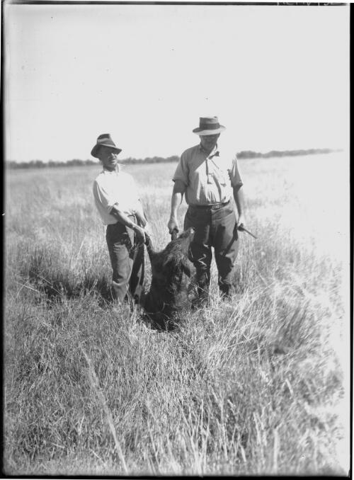 Wild pig hunting, Warrumbungle National Park N.S.W. [picture] : [Warrumbungle Mountains, New South Wales] / [Frank Hurley]